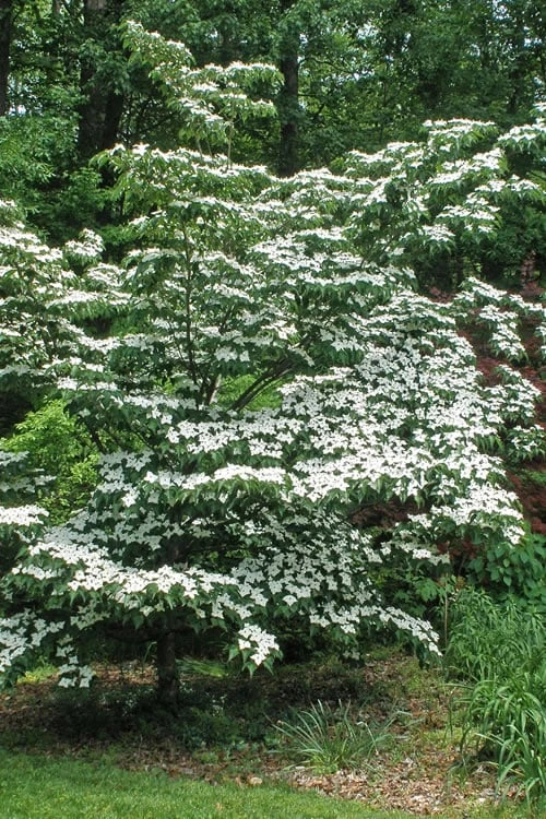 White Kousa Chinese Dogwood - Cornus Kousa - 2 Gallon Pot (4 To 5 Feet Tall) 4 White Kousa Chinese Dogwood - Cornus Kousa - 2 Gallon Pot (4 To 5 Feet Tall) - Image 4