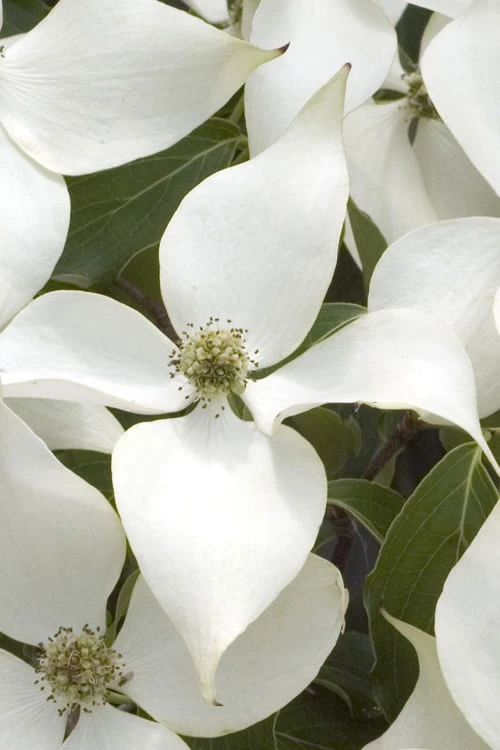 White Kousa Chinese Dogwood - Cornus Kousa - 2 Gallon Pot (4 To 5 Feet Tall) 6 White Kousa Chinese Dogwood - Cornus Kousa - 2 Gallon Pot (4 To 5 Feet Tall) - Image 6