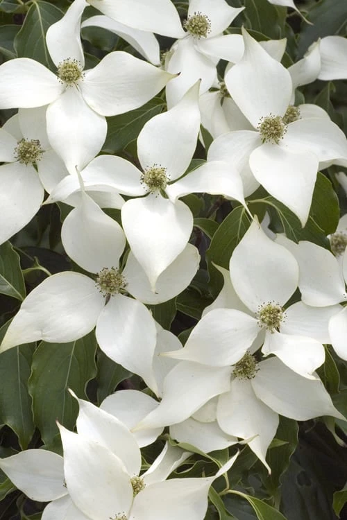 White Kousa Chinese Dogwood - Cornus Kousa - 2 Gallon Pot (4 To 5 Feet Tall) 1 White Kousa Chinese Dogwood - Cornus Kousa - 2 Gallon Pot (4 To 5 Feet Tall)