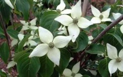 White Kousa Chinese Dogwood - Cornus Kousa - 2 Gallon Pot (4 To 5 Feet Tall) 15 White Kousa Chinese Dogwood - Cornus Kousa - 2 Gallon Pot (4 To 5 Feet Tall) -Best Bush Shop Dogwood Chinese White 2
