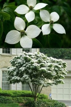 White Kousa Chinese Dogwood - Cornus Kousa - 2 Gallon Pot (4 To 5 Feet Tall) 14 White Kousa Chinese Dogwood - Cornus Kousa - 2 Gallon Pot (4 To 5 Feet Tall) -Best Bush Shop Dogwood Chinese White 2 500x750 1