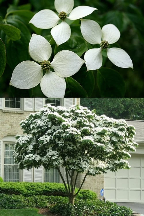 White Kousa Chinese Dogwood - Cornus Kousa - 2 Gallon Pot (4 To 5 Feet Tall) 7 White Kousa Chinese Dogwood - Cornus Kousa - 2 Gallon Pot (4 To 5 Feet Tall) - Image 7