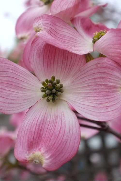 Pink Dogwood Tree (Cornus Florida 'Rubra') - 5 Gallon Pot 1 Pink Dogwood Tree (Cornus Florida 'Rubra') - 5 Gallon Pot