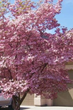 Pink Dogwood Tree (Cornus Florida 'Rubra') - 5 Gallon Pot 8 Pink Dogwood Tree (Cornus Florida 'Rubra') - 5 Gallon Pot -Best Bush Shop Dogwood Pink 13