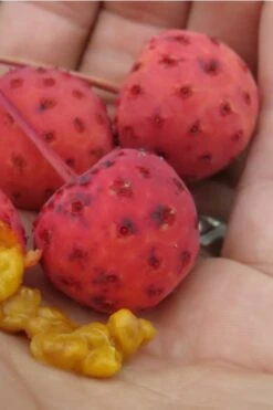 Scarlet Fire Dogwood - Cornus Kousa - 5 Gallon Pot 15 Scarlet Fire Dogwood - Cornus Kousa - 5 Gallon Pot -Best Bush Shop Dogwood Scarlet Fire 10