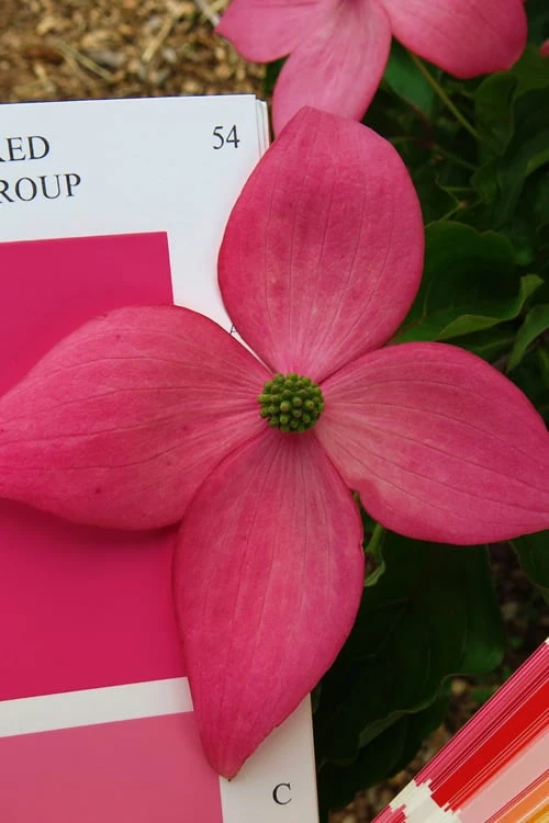 Scarlet Fire Dogwood - Cornus Kousa - 5 Gallon Pot 1 Scarlet Fire Dogwood - Cornus Kousa - 5 Gallon Pot