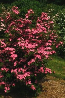 Scarlet Fire Dogwood - Cornus Kousa - 5 Gallon Pot 14 Scarlet Fire Dogwood - Cornus Kousa - 5 Gallon Pot -Best Bush Shop Dogwood Scarlet Fire 12