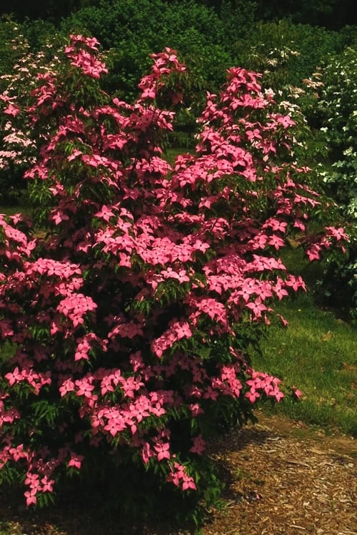 Scarlet Fire Dogwood - Cornus Kousa - 5 Gallon Pot 7 Scarlet Fire Dogwood - Cornus Kousa - 5 Gallon Pot - Image 7