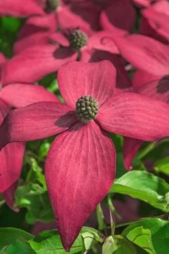 Scarlet Fire Dogwood - Cornus Kousa - 5 Gallon Pot 12 Scarlet Fire Dogwood - Cornus Kousa - 5 Gallon Pot -Best Bush Shop Dogwood Scarlet Fire 13
