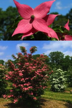 Scarlet Fire Dogwood - Cornus Kousa - 5 Gallon Pot 13 Scarlet Fire Dogwood - Cornus Kousa - 5 Gallon Pot -Best Bush Shop Dogwood Scarlet Fire 4