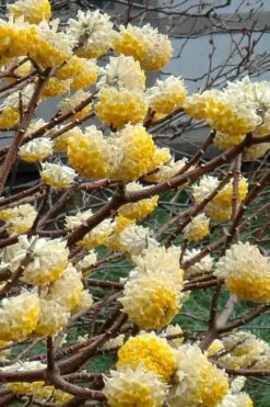 Winter Gold Edgeworthia Chrysantha - Paper Bush - 5 Gallon Pot 15 Winter Gold Edgeworthia Chrysantha - Paper Bush - 5 Gallon Pot -Best Bush Shop Edgeworthia 4 500x700 1