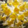 Winter Gold Edgeworthia Chrysantha - Paper Bush - 5 Gallon Pot