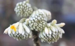 Winter Gold Edgeworthia Chrysantha - Paper Bush - 5 Gallon Pot 20 Winter Gold Edgeworthia Chrysantha - Paper Bush - 5 Gallon Pot -Best Bush Shop Edgeworthia Flower Buds