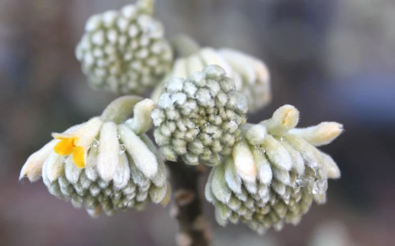Winter Gold Edgeworthia Chrysantha - Paper Bush - 5 Gallon Pot 9 Winter Gold Edgeworthia Chrysantha - Paper Bush - 5 Gallon Pot - Image 9