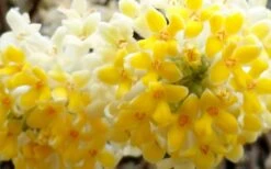 Winter Gold Edgeworthia Chrysantha - Paper Bush - 5 Gallon Pot 21 Winter Gold Edgeworthia Chrysantha - Paper Bush - 5 Gallon Pot -Best Bush Shop Edgeworthia Flower Closeup