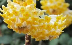 Winter Gold Edgeworthia Chrysantha - Paper Bush - 5 Gallon Pot 18 Winter Gold Edgeworthia Chrysantha - Paper Bush - 5 Gallon Pot -Best Bush Shop Edgeworthia Paper Bush