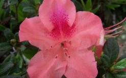 Autumn Coral Encore Azalea - 1 Gallon Pot 7 Autumn Coral Encore Azalea - 1 Gallon Pot -Best Bush Shop Encore Azalea Autumn Coral