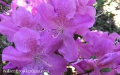 Autumn Lilac Encore Azalea - 1 Gallon Pot 11 Autumn Lilac Encore Azalea - 1 Gallon Pot -Best Bush Shop Encore Azalea Autumn Lilac 7