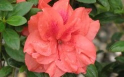 Autumn Monarch Encore Azalea - 2 Gallon Pot 7 Autumn Monarch Encore Azalea - 2 Gallon Pot -Best Bush Shop Encore Azalea Autumn Monarch 4 50