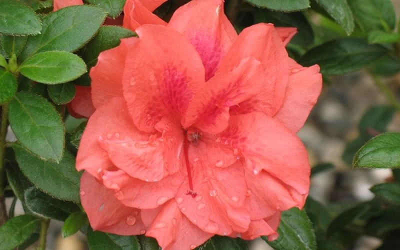 Autumn Monarch Encore Azalea - 2 Gallon Pot 4 Autumn Monarch Encore Azalea - 2 Gallon Pot - Image 4