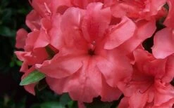Autumn Princess Encore Azalea - 1 Gallon Pot -Best Bush Shop Encore Azalea Autumn Princess