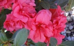 Autumn Rouge Encore Azalea - 1 Gallon Pot -Best Bush Shop Encore Azalea Autumn Rouge 5