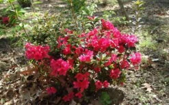 Autumn Ruby Encore Azalea - 1 Gallon Pot -Best Bush Shop Encore Azalea Autumn Ruby 5
