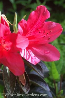 Autumn Ruby Encore Azalea - 1 Gallon Pot