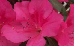 Autumn Sangria Encore Azalea - 2 Gallon Pot -Best Bush Shop Encore Azalea Autumn Sangria 5