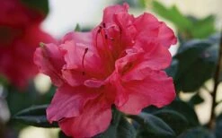Autumn Rouge Encore Azalea - 1 Gallon Pot -Best Bush Shop Encore Azalea Autumn20Rouge