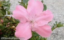 Autumn Debutante Encore Azalea - 1 Gallon -Best Bush Shop Encore Azalea Debutante 3 50