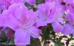 Autumn Lilac Encore Azalea - 1 Gallon Pot 9 Autumn Lilac Encore Azalea - 1 Gallon Pot -Best Bush Shop Encore Azalea Lilac 8