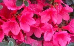 Autumn Ruby Encore Azalea - 1 Gallon Pot -Best Bush Shop Encore Azalea Ruby