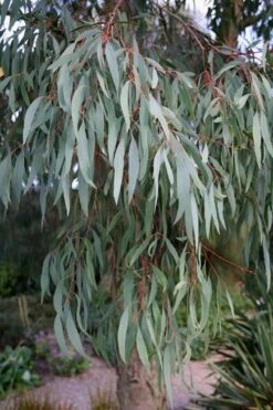 Angus Cold Hardy Eucalyptus Tree (Eucalyptus Nicholii) - 2 Gallon Pot 15 Angus Cold Hardy Eucalyptus Tree (Eucalyptus Nicholii) - 2 Gallon Pot -Best Bush Shop Eucalyptus Angus 15 2