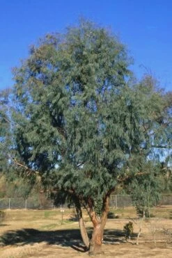 Angus Cold Hardy Eucalyptus Tree (Eucalyptus Nicholii) - 5 Gallon Pot 11 Angus Cold Hardy Eucalyptus Tree (Eucalyptus Nicholii) - 5 Gallon Pot -Best Bush Shop Eucalyptus Angus 17
