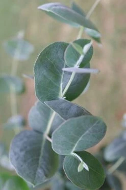 Big O Cold Hardy Eucalyptus Tree (Eucalyptus Neglecta) - 3 Quart Pot 15 Big O Cold Hardy Eucalyptus Tree (Eucalyptus Neglecta) - 3 Quart Pot -Best Bush Shop Eucalyptus Big O 3 500x750 3