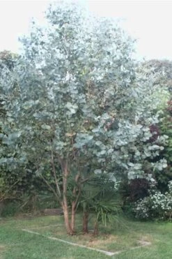 Big O Cold Hardy Eucalyptus Tree (Eucalyptus Neglecta) - 1 Gallon Pot 11 Big O Cold Hardy Eucalyptus Tree (Eucalyptus Neglecta) - 1 Gallon Pot -Best Bush Shop Eucalyptus Big O 5 500x750 6
