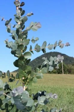 Big O Cold Hardy Eucalyptus Tree (Eucalyptus Neglecta) - 3 Quart Pot 13 Big O Cold Hardy Eucalyptus Tree (Eucalyptus Neglecta) - 3 Quart Pot -Best Bush Shop Eucalyptus Big O Cold 2 500x750 3