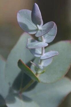 Bluey Cold Hardy Eucalyptus Tree (Eucalyptus Pulverulenta) - 1 Gallon Pot 12 Bluey Cold Hardy Eucalyptus Tree (Eucalyptus Pulverulenta) - 1 Gallon Pot -Best Bush Shop Eucalyptus Bluey 2 1