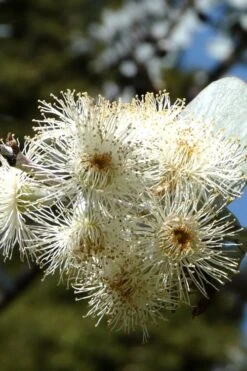 Bluey Cold Hardy Eucalyptus Tree (Eucalyptus Pulverulenta) - 1 Gallon Pot 16 Bluey Cold Hardy Eucalyptus Tree (Eucalyptus Pulverulenta) - 1 Gallon Pot -Best Bush Shop Eucalyptus Bluey 6 1
