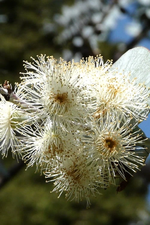Bluey Cold Hardy Eucalyptus Tree (Eucalyptus Pulverulenta) - 6 Pack Of 1 Gallon Pots 8 Bluey Cold Hardy Eucalyptus Tree (Eucalyptus Pulverulenta) - 6 Pack Of 1 Gallon Pots - Image 8