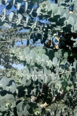 Bluey Cold Hardy Eucalyptus Tree (Eucalyptus Pulverulenta) - 3 Gallon Pot 13 Bluey Cold Hardy Eucalyptus Tree (Eucalyptus Pulverulenta) - 3 Gallon Pot -Best Bush Shop Eucalyptus Bluey 8 2