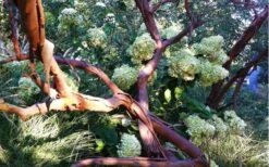 Funky Monkey Cold Hardy Eucalyptus Tree (Eucalyptus Parvula) - 2 Gallon Pot 11 Funky Monkey Cold Hardy Eucalyptus Tree (Eucalyptus Parvula) - 2 Gallon Pot -Best Bush Shop Eucalyptus Funky Monkey Branches 4