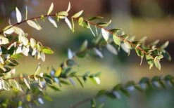 Funky Monkey Cold Hardy Eucalyptus Tree (Eucalyptus Parvula) - 3 Gallon Pot 12 Funky Monkey Cold Hardy Eucalyptus Tree (Eucalyptus Parvula) - 3 Gallon Pot -Best Bush Shop Eucalyptus Funky Monkey Leaves 1