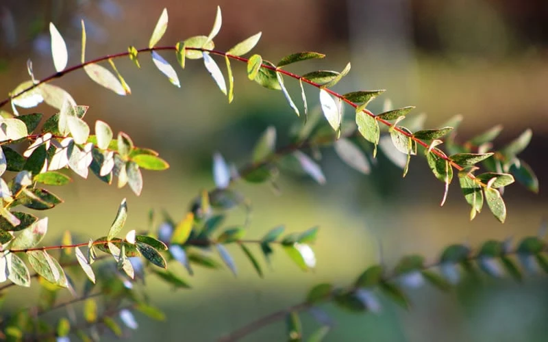 Funky Monkey Cold Hardy Eucalyptus Tree (Eucalyptus Parvula) - 2 Gallon Pot 6 Funky Monkey Cold Hardy Eucalyptus Tree (Eucalyptus Parvula) - 2 Gallon Pot - Image 6