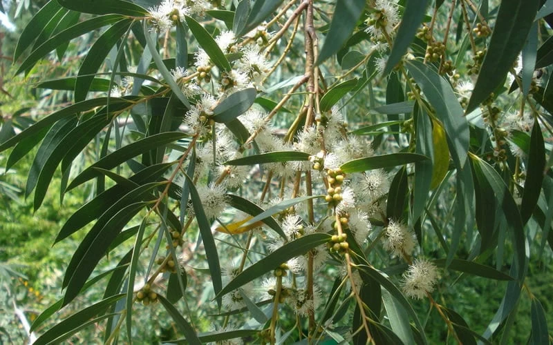 Funky Monkey Cold Hardy Eucalyptus Tree (Eucalyptus Parvula) - 6 Pack Of 1 Gallon Pots 4 Funky Monkey Cold Hardy Eucalyptus Tree (Eucalyptus Parvula) - 6 Pack Of 1 Gallon Pots - Image 4