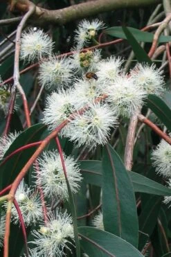 Jersey Girl Cold Hardy Eucalyptus Tree (Eucalyptus Macarthurii) - 2 Gallon Pot 18 Jersey Girl Cold Hardy Eucalyptus Tree (Eucalyptus Macarthurii) - 2 Gallon Pot -Best Bush Shop Eucalyptus Jersey Girl 1 1