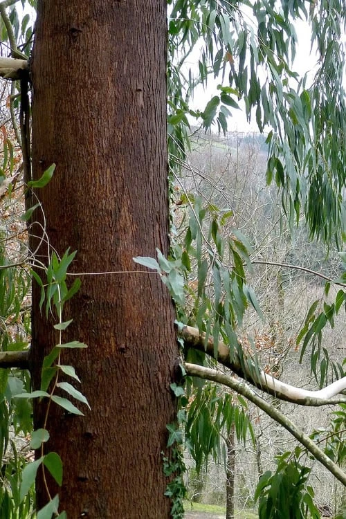 Jersey Girl Cold Hardy Eucalyptus Tree (Eucalyptus Macarthurii) - 2 Gallon Pot 8 Jersey Girl Cold Hardy Eucalyptus Tree (Eucalyptus Macarthurii) - 2 Gallon Pot - Image 8