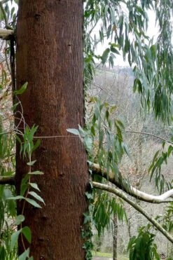 Jersey Girl Cold Hardy Eucalyptus Tree (Eucalyptus Macarthurii) - 3 Quart Pot 17 Jersey Girl Cold Hardy Eucalyptus Tree (Eucalyptus Macarthurii) - 3 Quart Pot -Best Bush Shop Eucalyptus Jersey Girl 2 2