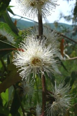 Jersey Girl Cold Hardy Eucalyptus Tree (Eucalyptus Macarthurii) - 3 Quart Pot 15 Jersey Girl Cold Hardy Eucalyptus Tree (Eucalyptus Macarthurii) - 3 Quart Pot -Best Bush Shop Eucalyptus Jersey Girl 4 2